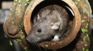 Desratização em Canoas