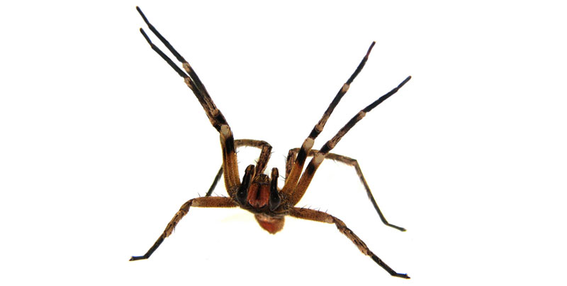 aranha armadeira ataca Canoas e Região